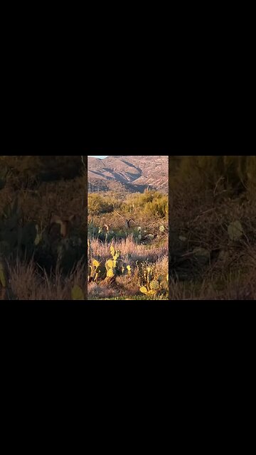 A group of deer we saw out on the trails today