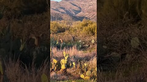 A group of deer we saw out on the trails today