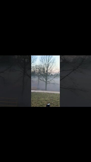 Foggy morning Farm days… #nigeriandwarf #farmlife #goats