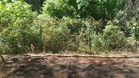 First Garden, Potatoes in the Ground, Calling it a Day
