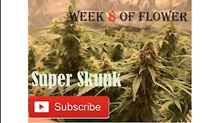 Starting week 8 of Flower of Super Skunk