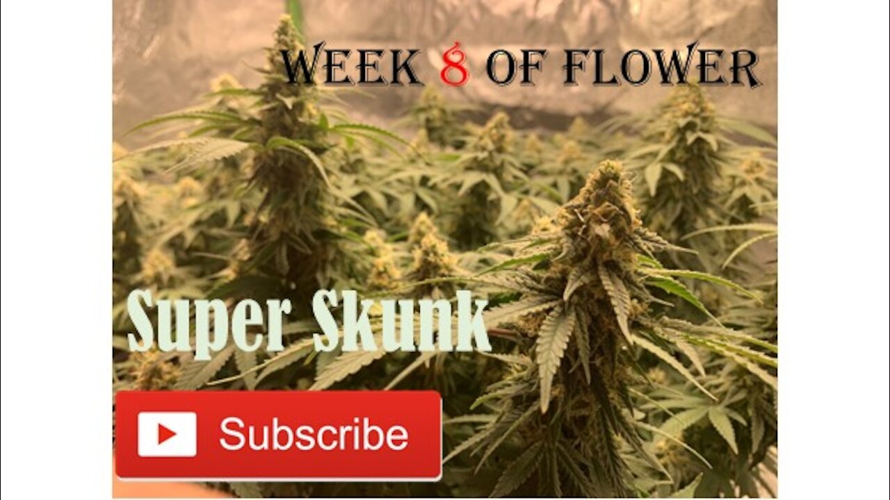 Starting week 8 of Flower of Super Skunk