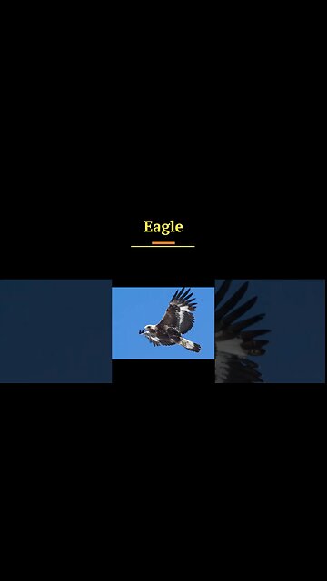 Dove, Eagle, Vulture #shorts #biblefacts