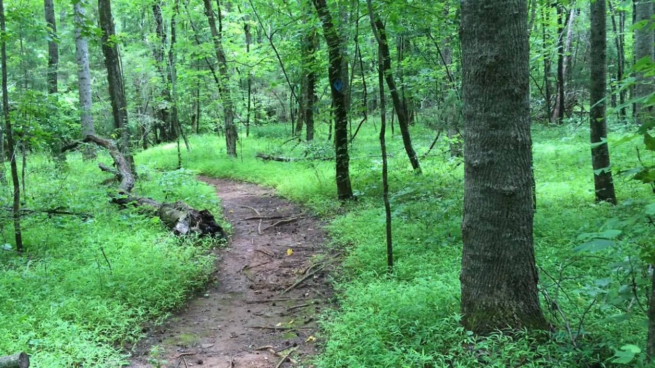 Relaxing hike through theShallow Ford Natural Area.