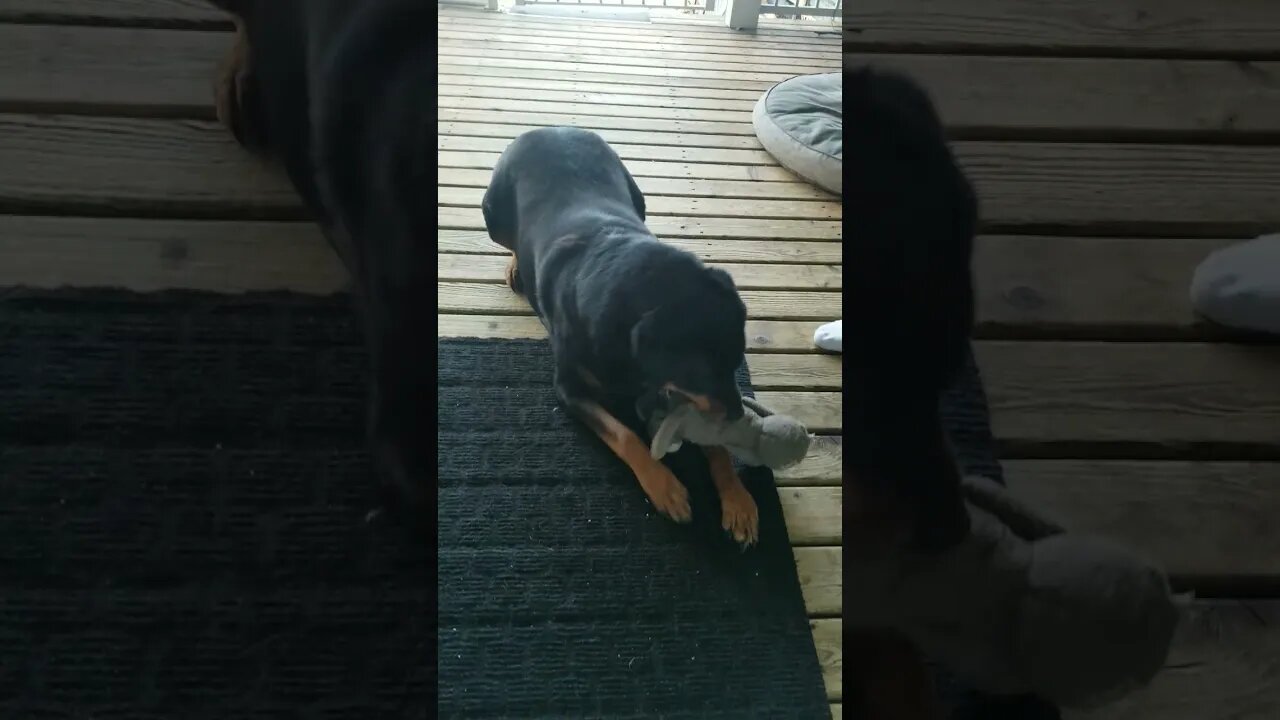 Rottweiler Playing #rottweiler #shorts