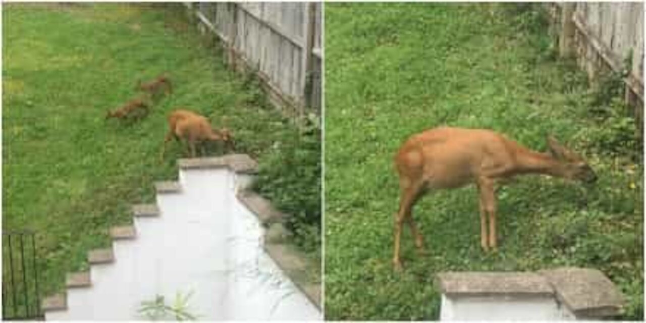 Mamma cervo e i suoi cuccioli pascolano nel giardino