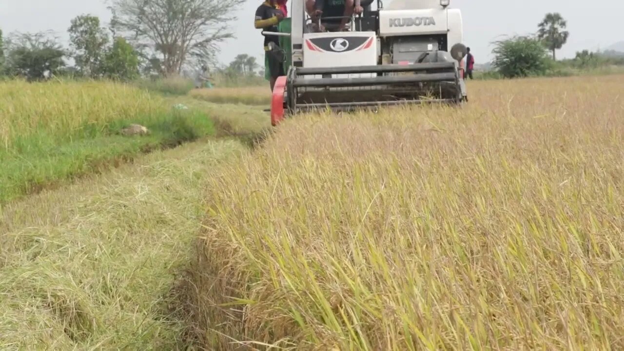 Kobuta Harvesting rice