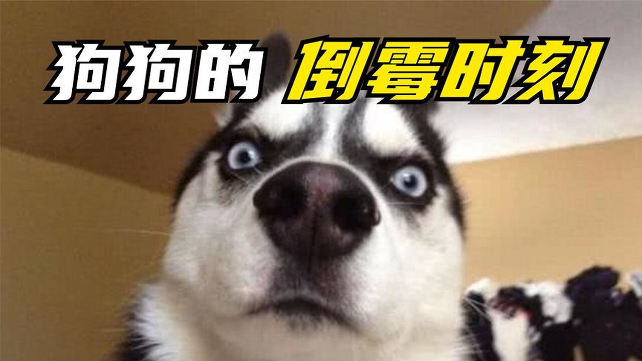 Dogs also have unlucky moments, hahaha