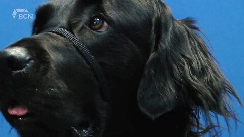 Lethbridge Police Service Hire Very First Facility Victim Services Dog - March 29, 202