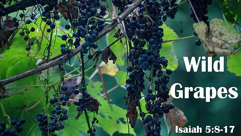 Wild Grapes