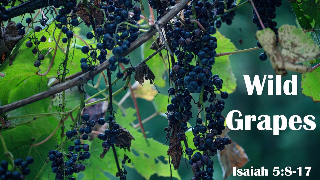 Wild Grapes