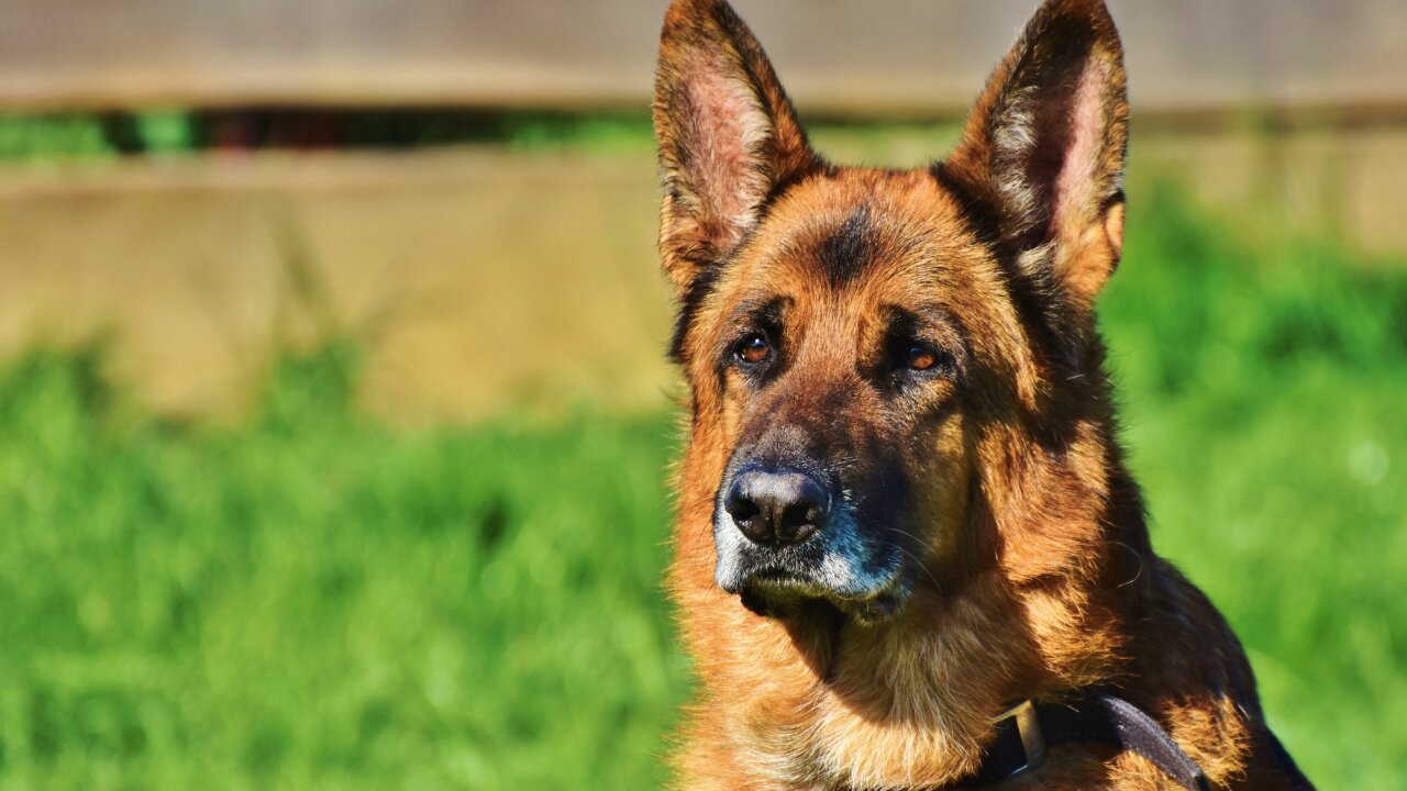 Guard Dog Training Step by Step