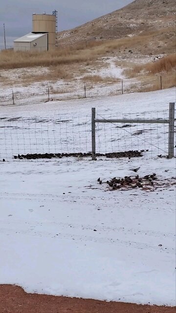 Amazing Bird Visit- Spectacular