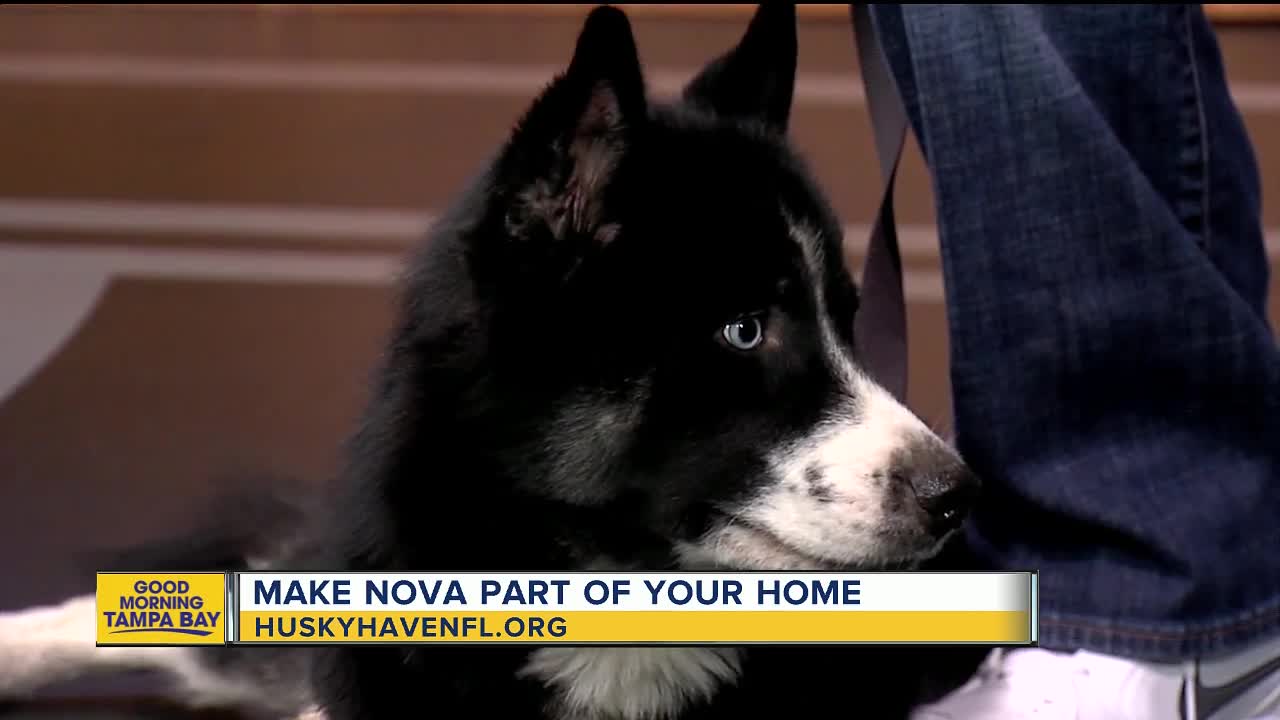 Rescues in Action: Nova