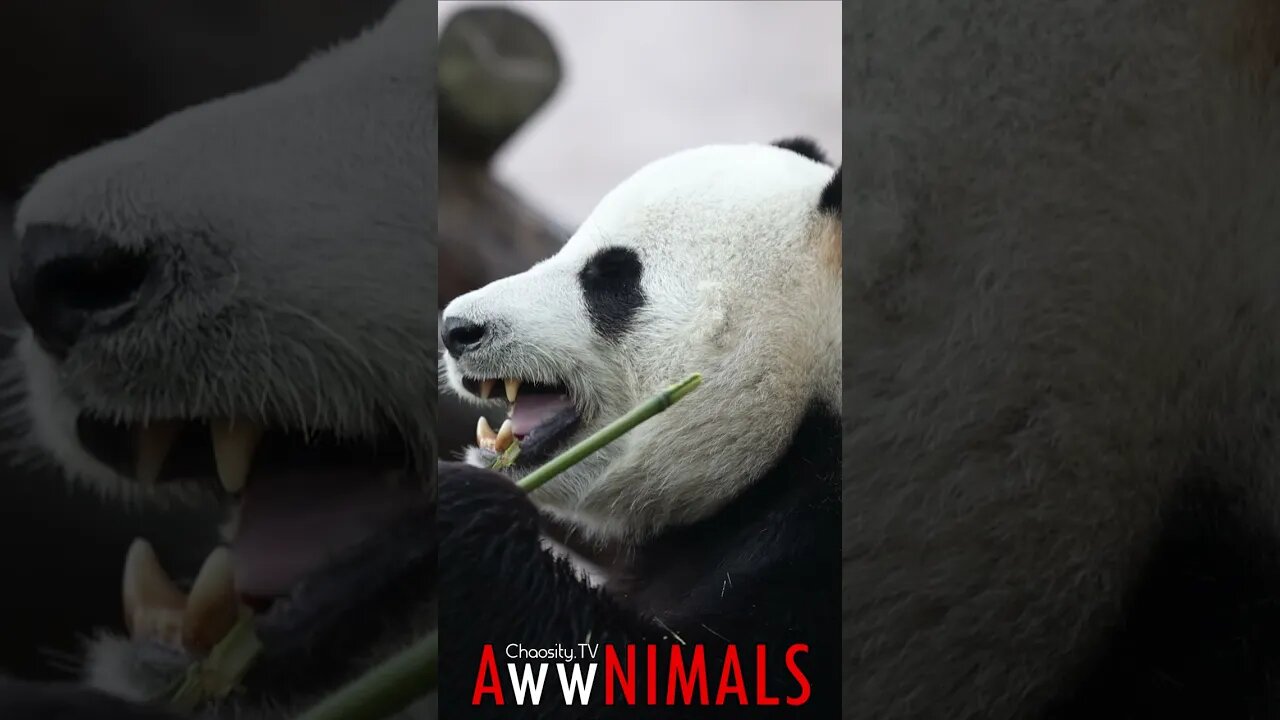 🤗 #AwwNIMALS - Pulverizing Panda 💕