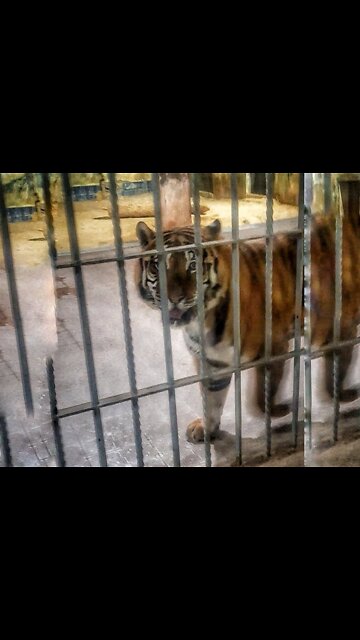 tiger roar in zoo