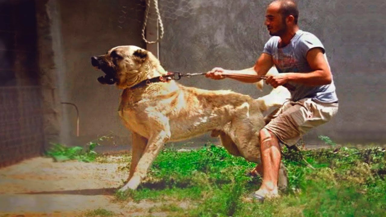 Top 10 Powerful Dogs Breeds In The World