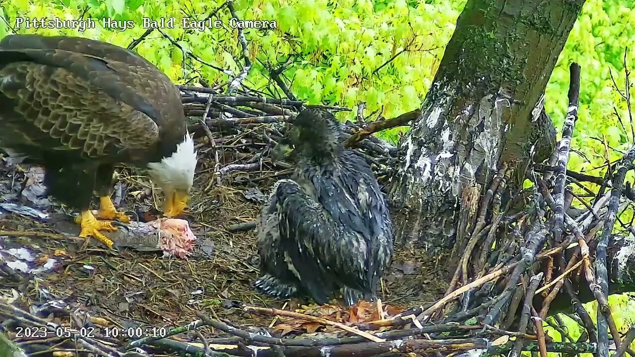 Hays Eagles Mom Brings in a Humungous Fish ! 5.2.23 9:57am