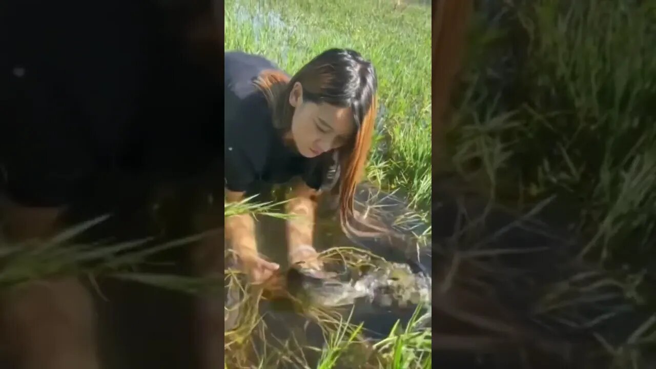 Beautiful Chinese Girl Fishes In Rice Paddies With Her Hands