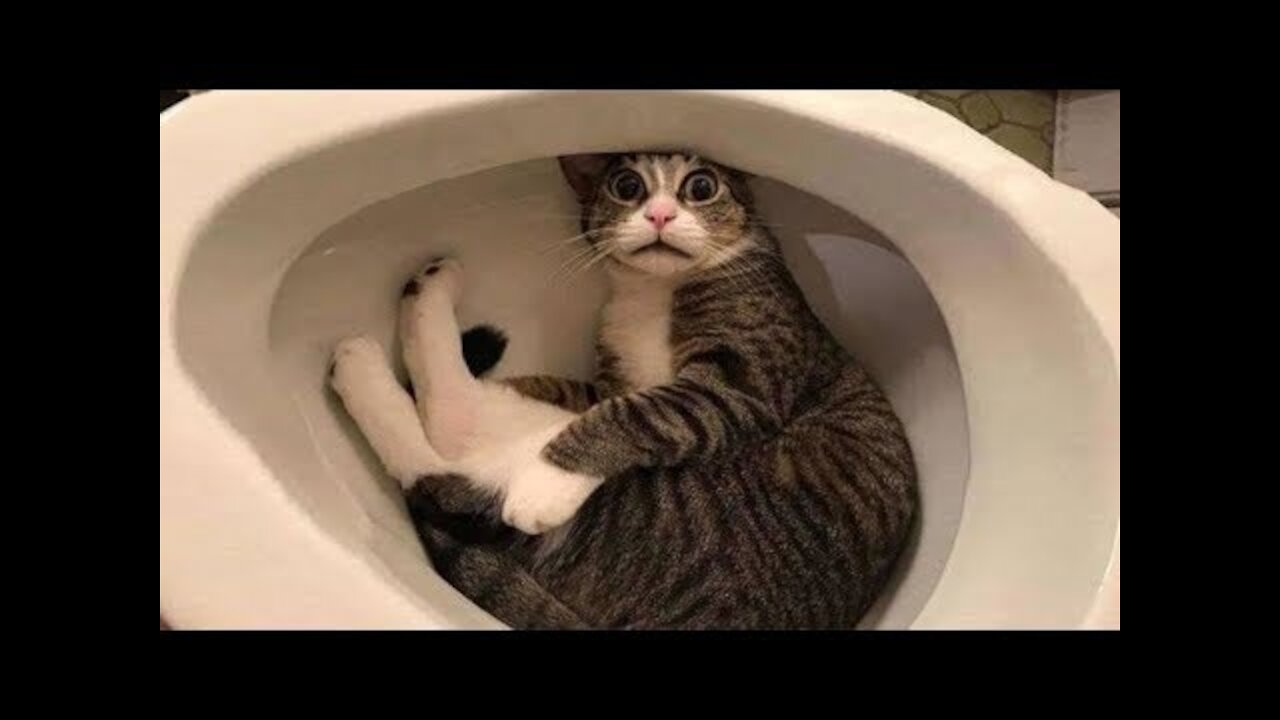 Funny Pets Compilation - Part 41