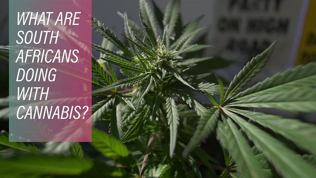 Three things green entrepreneurs use hemp for