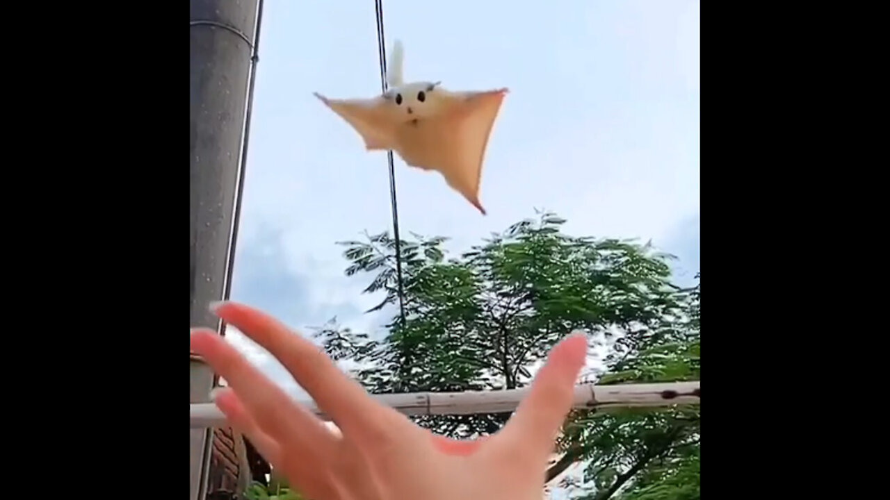 Cute Bird Catch