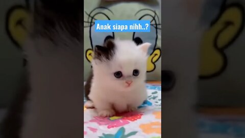 anak kucing meong-meong #short #kucingmeong #catsofinstagram #catsoftiktok