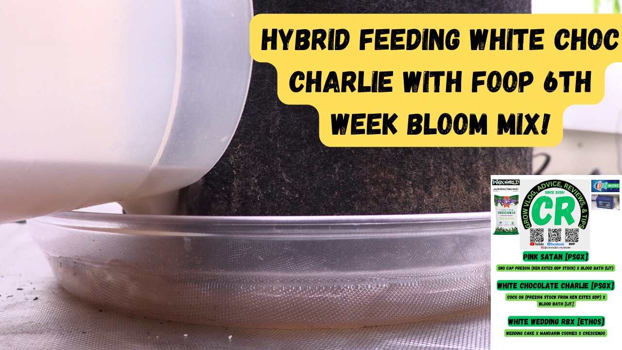 How I Hybrid Feed 2 of my medical cannabis plants with FOOP 6th Week Bloom Nutrient Mix!