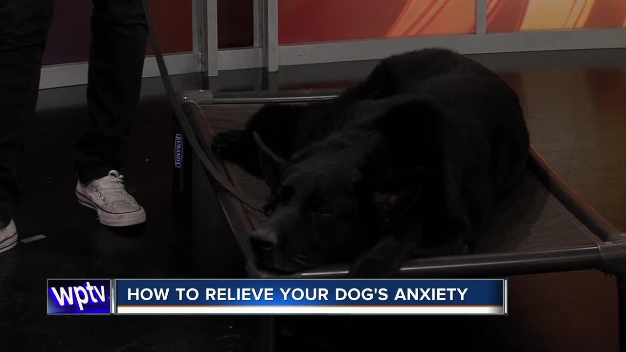 Advice on relieving your dog's anxiety