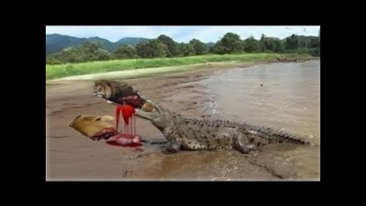 Nile crocodile eating lion