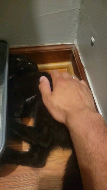 Someone Is Enjoying Her Pets