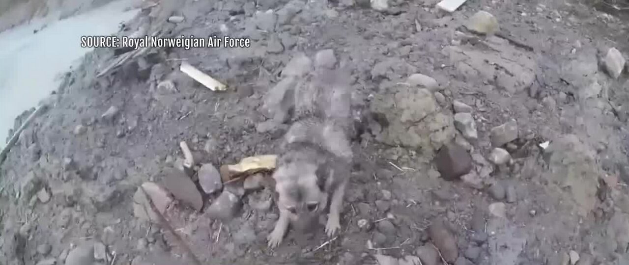 Dog rescued after massive landslide in Norway