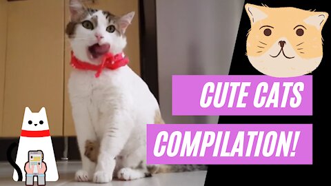 lovely cats compilation - so cute! funny!