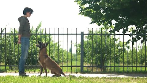 You learn top 10 basic dog training-----Basic Dog Training