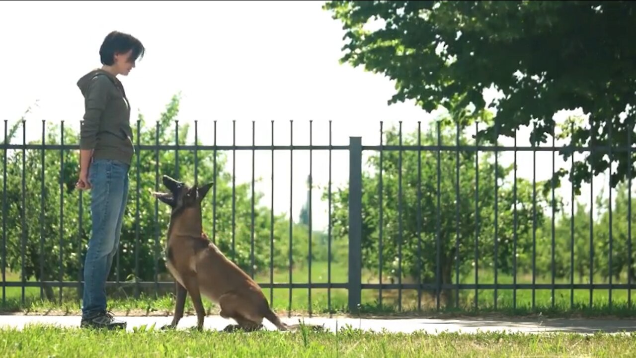 You learn top 10 basic dog training-----Basic Dog Training