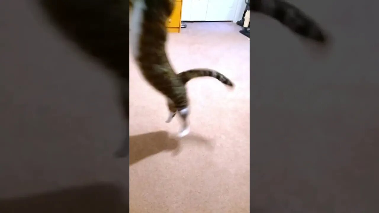 Crazy Jumping Cat
