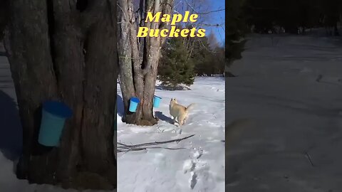 CHECKING OUR BUCKETS PART 2 #maplebacon #live #nature #shorts