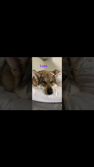 [Shorts 0068] LUNA [#dogs #doggos #doggies #puppies #dogdaycare]