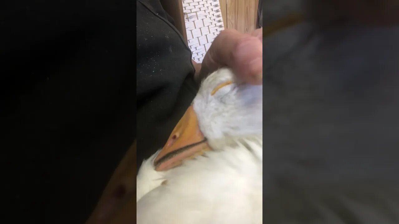 Sleeping crossbeak gosling makes cutest sounds 💕💕💕