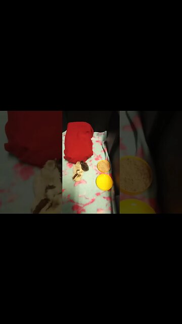 Three little chicks born today