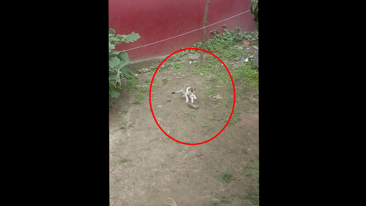 When Kittens Hunt a Rat by His Mother Instruction