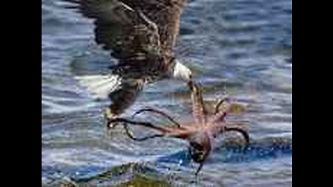 The Eagle Dies While Hunting Octopus In The Ocean