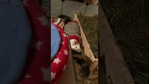 Welcome Fergus the Guinea pig