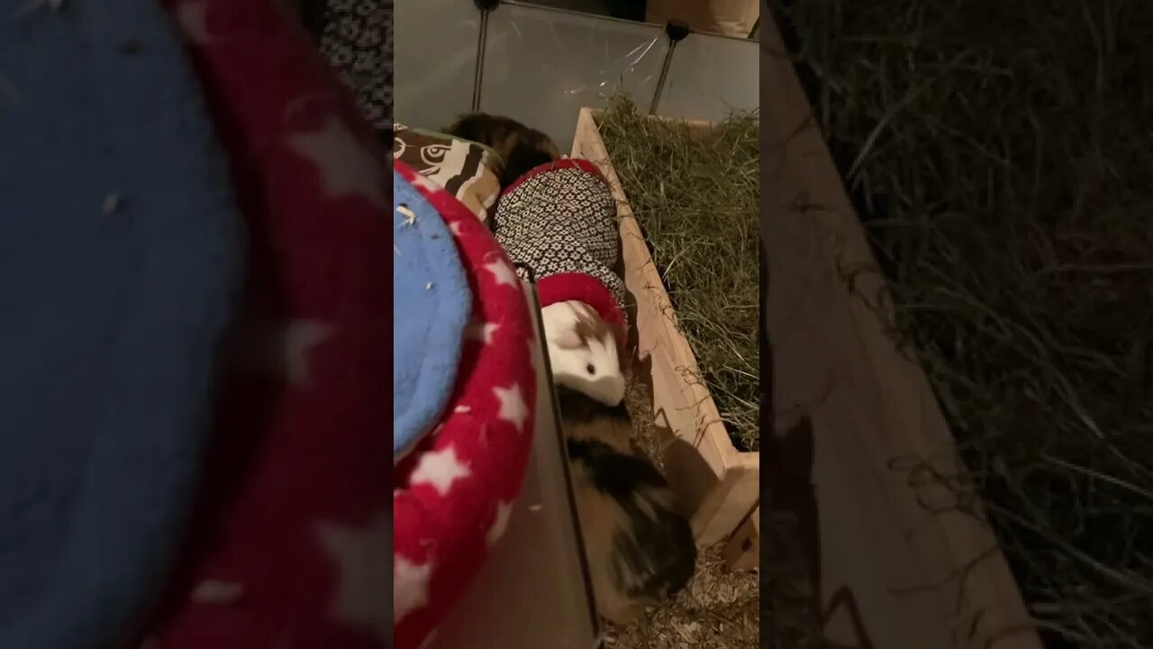 Welcome Fergus the Guinea pig