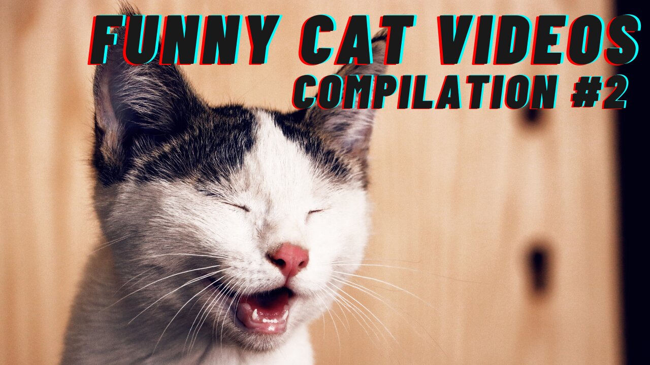 Try not to laugh Challenge || Cat Compilation Video #2