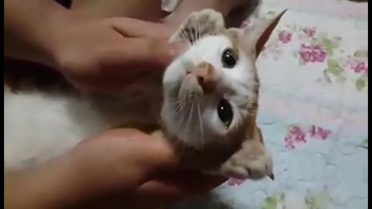 The cat looks like a robot hahaha