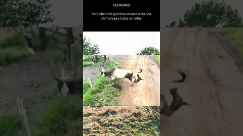 boi bravo distribui chifrada em cachorros chatos