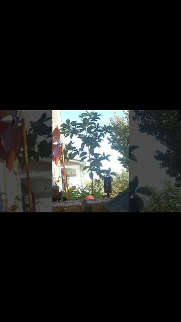 The Mouse #Shorts 😎