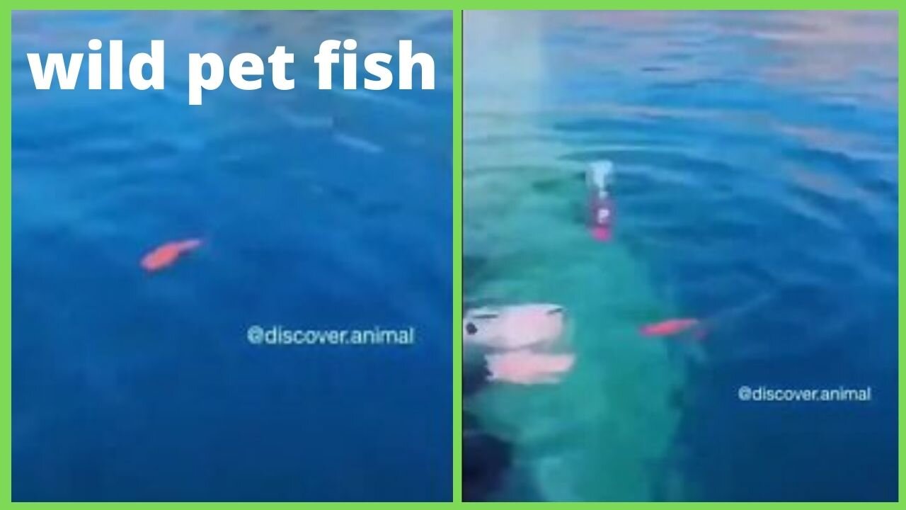 wild pet fish (It will improve your day)