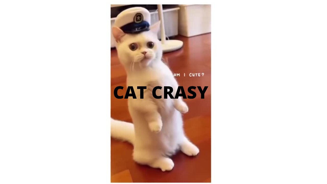 THE CRAZEST CAT YOU HAVE EVER SEEN